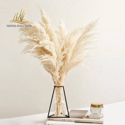 Купить Pampas Grass Decor White Coor Fuffy Natura Dried Fowers Beached Bouquet Boho Vintage Stye for Wedding Home Christmas Decor