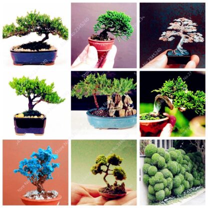 Купить 100 pcs/ bag Exotic Juniper Seeds Outdoor Rare Heirloom Bonsai Potted Rare Arborvitae Cypress Tree Plant for Flower Pot Planters