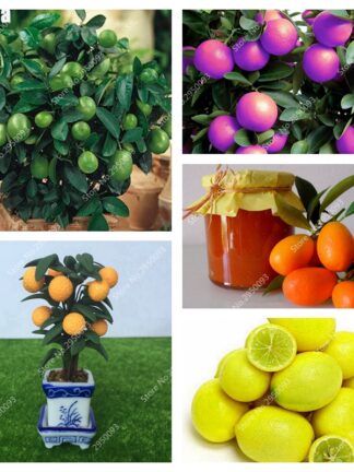 Купить 50 pcs/ bag Seeds Dwarf Kumquat Balcony Patio Bonsai Juicy Orange Fruit Tree Plant Outdoor Sweet Citrus Planta for Flower Pot Planter