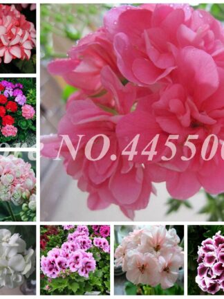 Купить 500 Pcs Seeds Mul-color Geranium Flower Rare Bonsai Potted Perennial Plant Pelargonium Peltatum Indoor Rooms Flore for Home Garden