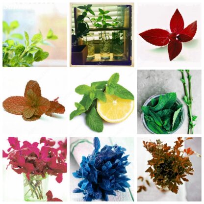 Купить 200 pcs/ bag Seeds Heirloom Mint Edible Foliage Peppermint Plant Bonsai Potted Mentha Citrata Herbal Spearmint for Flower Pot