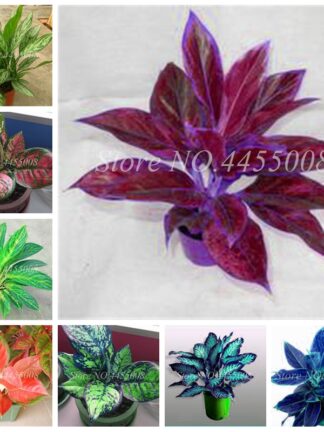 Купить 300 pcs Seeds Colorful Aglaonema 'Pink Dud' Beautiful Outdoor Mosaic Plants Rare Potted Plant Flower
