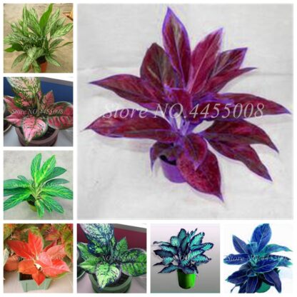 Купить 300 pcs Seeds Colorful Aglaonema 'Pink Dud' Beautiful Outdoor Mosaic Plants Rare Potted Plant Flower
