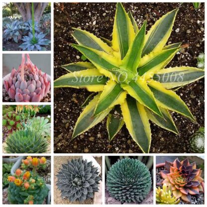 Купить 200 Pcs Seeds Mixed Aloe Cacti Agave Bonsai Rare Succulent Plants Agave-Americana Potted Agave Plants For Home & Garden Decor