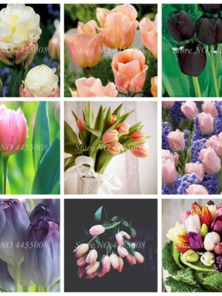 Купить 500 Pcs Seeds Bonsai Mixed Tulip Plants Flowers Outdoor of Flower Perennial Planting Simple for Home & Garden Flower Pot Planter Decor