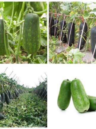 Купить 50 pcs/ bag Exotic Waxgourd Plant Big Melon Seeds Bonsai Potted Vegetable Fruit Flower Planta for Home Garden Planting Decor Easy to Grow