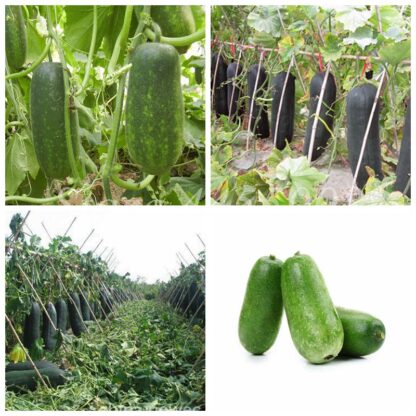 Купить 50 pcs/ bag Exotic Waxgourd Plant Big Melon Seeds Bonsai Potted Vegetable Fruit Flower Planta for Home Garden Planting Decor Easy to Grow