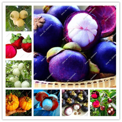 Купить 20 Pcs / Bag Fruit Queen Purple Thailand Mangosteen Seeds White Meat Food Tropical Fruta Vegetables Garden Bonsai Flowers Pots