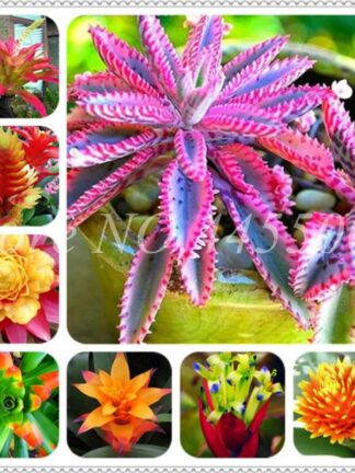 Купить Rare Purple Bromeliad Tillandsia Bulbosa Air Plant Very Easy Growing Lazy Plant Bonsai For Home Garden 200 Pcs Seeds