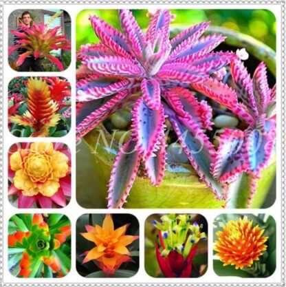 Купить Rare Purple Bromeliad Tillandsia Bulbosa Air Plant Very Easy Growing Lazy Plant Bonsai For Home Garden 200 Pcs Seeds