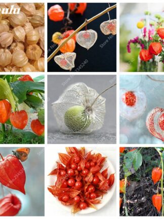 Купить 1000 pcs/ bag Seeds Sweet Tasty Physalis Juicy Fruit Golden Berry Bonsai Chinese Latern Garden Flower Plant Gooseberry de Flore