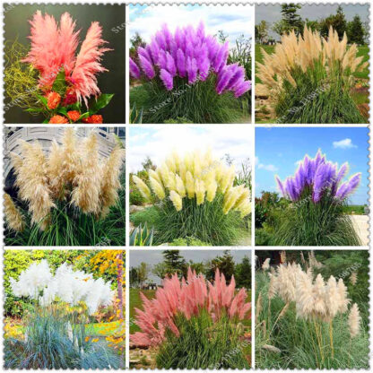 Купить 500 pcs / bag Imported Pampas Grass Seeds Outdoor Ornamental Plant Flowers Bonsai Cortaderia Selloana Grass for Home Garden Easy to Grow