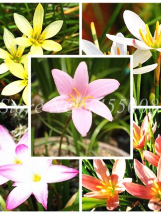 Купить 200pcs Seeds A Lot Zephyranthes Candida Bonsai (onion Orchid ) Mini Zephyr Lily Planting Balcony Indoor Flower Plant for Home Garden