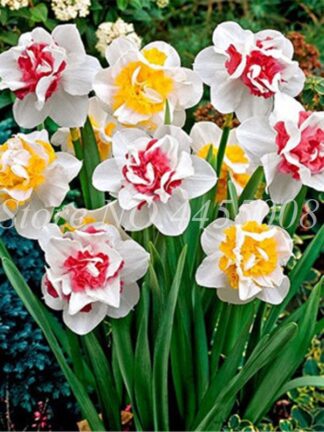 Купить 200 pcs Seeds Blooming Narcissus Aquatic Plant Indoor Double Petals Daffodil Bonsai Potted Flower DIY Home Garden Radiation Absorption