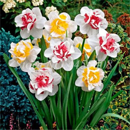 Купить 200 pcs Seeds Blooming Narcissus Aquatic Plant Indoor Double Petals Daffodil Bonsai Potted Flower DIY Home Garden Radiation Absorption